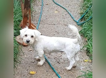 Miley - freundlich und neugierig Miley - freundlich und neugierig