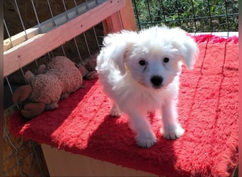 Welpendame BONNIE (Bichon/Malteser/Pekinese-Mix) sucht ihre Familie!