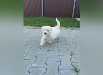Welpe SKITTLES (Bichon-Malteser Mix) wartet auch sein Körbchen
