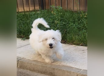 Welpe SKITTLES (Bichon-Malteser Mix) wartet auch sein Körbchen