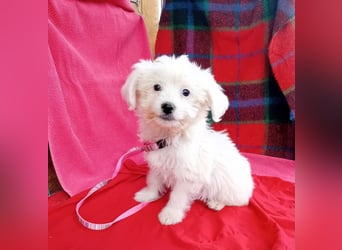 Welpendame BONNIE (Bichon/Malteser/Pekinese-Mix) sucht ihre Familie!