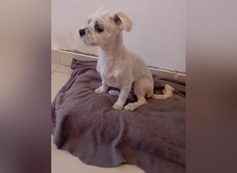 Kleiner Bichon-Mix MAX sucht seine Familie!