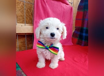 Welpendame FILLY (Bichon/Malteser/Pekinese-Mix) sucht ihr Familie!