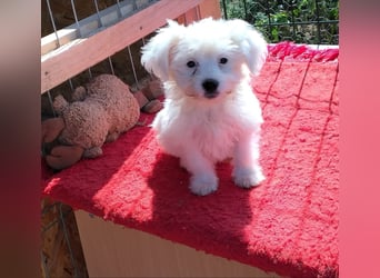 Welpendame BONNIE (Bichon/Malteser/Pekinese-Mix) sucht ihre Familie!