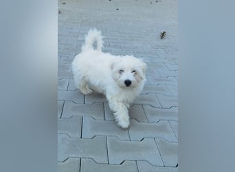 Welpe SKITTLES (Bichon-Malteser Mix) wartet auch sein Körbchen