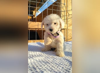Welpendame FILLY (Bichon/Malteser/Pekinese-Mix) sucht ihr Familie!