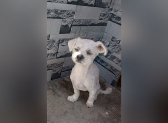 Kleiner Bichon-Mix MAX sucht seine Familie!