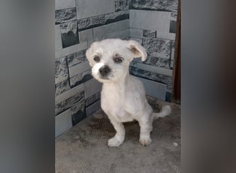 Kleiner Bichon-Mix MAX sucht seine Familie!