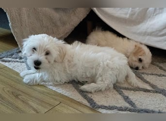 Welpe SKITTLES (Bichon-Malteser Mix) wartet auch sein Körbchen