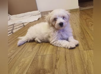 Welpe SKITTLES (Bichon-Malteser Mix) wartet auch sein Körbchen