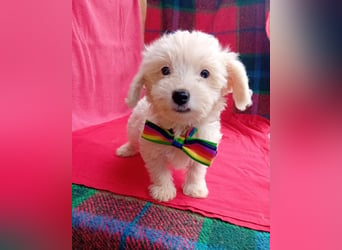 Welpendame FILLY (Bichon/Malteser/Pekinese-Mix) sucht ihr Familie!