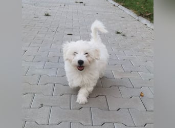 Welpe SKITTLES (Bichon-Malteser Mix) wartet auch sein Körbchen