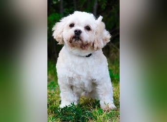 Herbert, Bichon Frise' Mischling, geb. 2023, ein Goldschatz