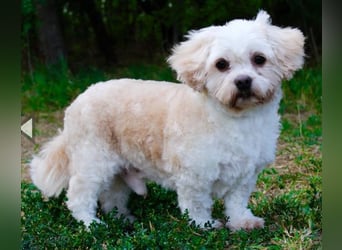 Herbert, Bichon Frise' Mischling, geb. 2023, ein Goldschatz