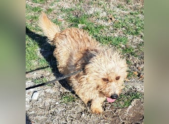 Bichon-Mix Alan möchte Rumänien so gerne verlassen