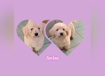 Welpe/Junghündin Bichonmix Sorina möchte Rumänien schnell verlassen