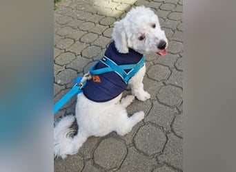 Bin ich ein Bichon/Maltheser Mix ? Egal, ich lebe in Rumänien und suche ein Für Immer Zuhause