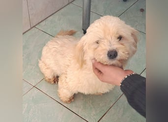 Welpe/Junghündin Bichonmix Sorina möchte Rumänien schnell verlassen