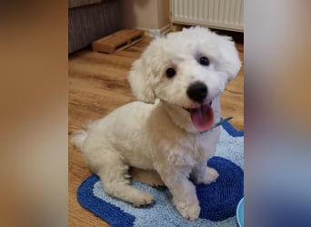 Bin ich ein Bichon/Maltheser Mix ? Egal, ich lebe in Rumänien und suche ein Für Immer Zuhause