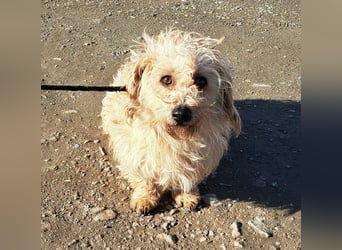 Bichon-Mix Alan möchte Rumänien so gerne verlassen