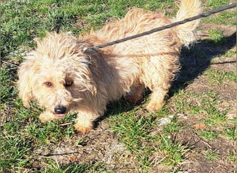 Bichon-Mix Alan möchte Rumänien so gerne verlassen