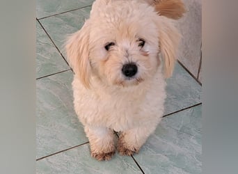 Welpe/Junghündin Bichonmix Sorina möchte Rumänien schnell verlassen