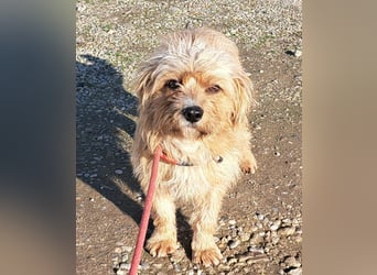 Rüde Arry, 29cm, möchte Rumänien schnell verlassen