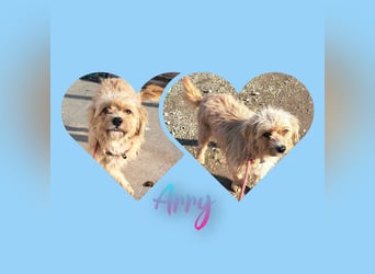 Rüde Arry, 29cm, möchte Rumänien schnell verlassen