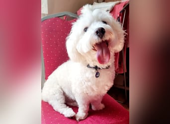 Bin ich ein Bichon/Maltheser Mix ? Egal, ich lebe in Rumänien und suche ein Für Immer Zuhause