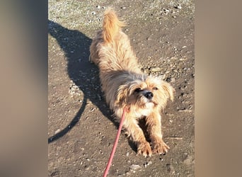 Rüde Arry, 29cm, möchte Rumänien schnell verlassen