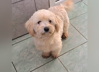 Welpe/Junghündin Bichonmix Sorina möchte Rumänien schnell verlassen