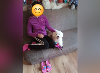 Bin ich ein Bichon/Maltheser Mix ? Egal, ich lebe in Rumänien und suche ein Für Immer Zuhause