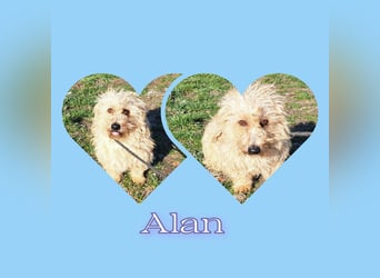 Bichon-Mix Alan möchte Rumänien so gerne verlassen