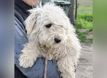 Koci sucht ein ruhiges Zuhause