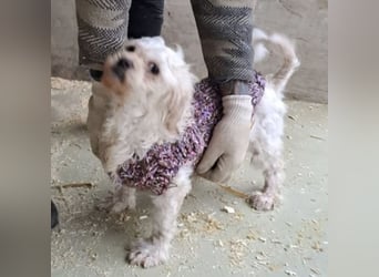 SUSSE - VOM ELEND ZUM GLÜCK