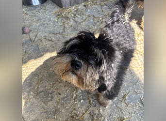 Archie sucht Geborgenheit