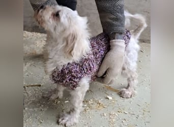 SUSSE - VOM ELEND ZUM GLÜCK