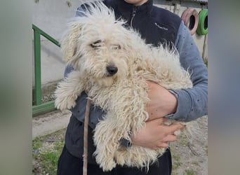 Koci sucht ein ruhiges Zuhause