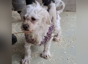 SUSSE - VOM ELEND ZUM GLÜCK