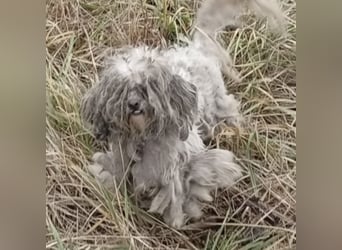 SUSSE - VOM ELEND ZUM GLÜCK