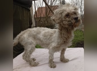 SUSSE - VOM ELEND ZUM GLÜCK