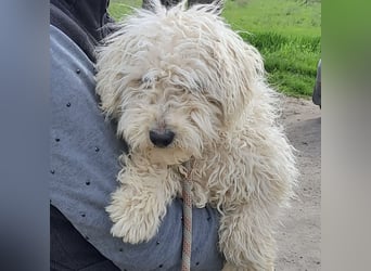 Koci sucht ein ruhiges Zuhause