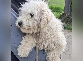 Koci sucht ein ruhiges Zuhause