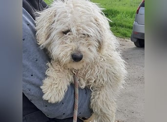 Koci sucht ein ruhiges Zuhause