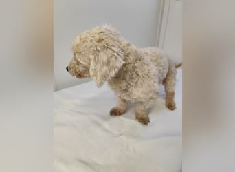 HERMINE - die sanfte und zarte kleine Maus sucht ein liebevolles Zuhause