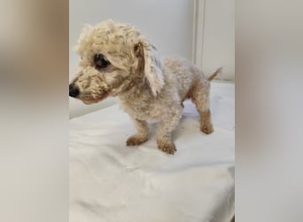 HERMINE - die sanfte und zarte kleine Maus sucht ein liebevolles Zuhause