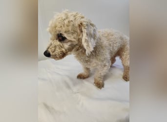 HERMINE - die sanfte und zarte kleine Maus sucht ein liebevolles Zuhause