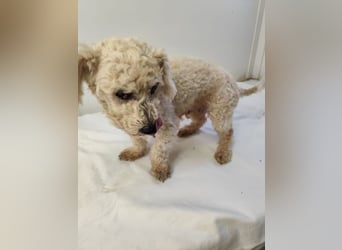 HERMINE - die sanfte und zarte kleine Maus sucht ein liebevolles Zuhause