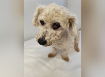 HERMINE - die sanfte und zarte kleine Maus sucht ein liebevolles Zuhause