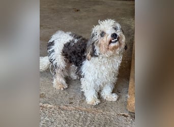 ♥SMILEY♥ neu auf Pflegestelle bei Köln - süßer, ruhiger und liebenswürdiger Junghund 25cm